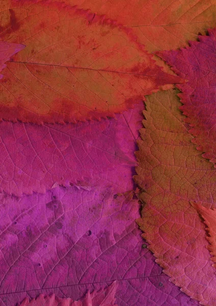 Pink Leaves Texture Abstract Wallpaper — Stock Photo, Image