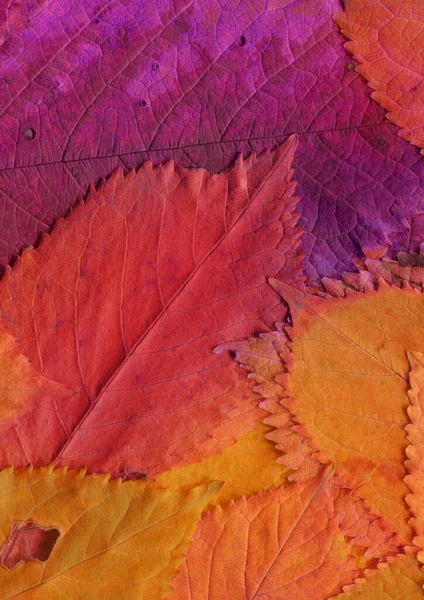 Hojas Color Naranja Textura Fondo Pantalla Abstracto — Foto de Stock