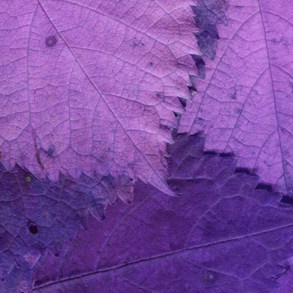 Lila Blätter Textur Abstrakte Tapete — Stockfoto