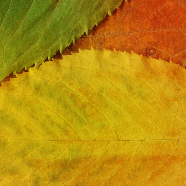 乾燥した黄色の葉のテクスチャ 抽象的な壁紙 — ストック写真