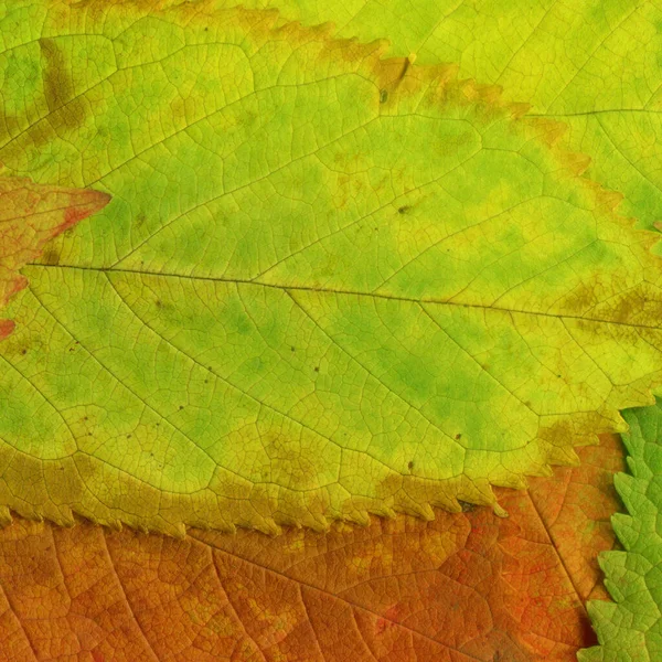 yeşil yaprak dokusu, soyut duvar kağıdı