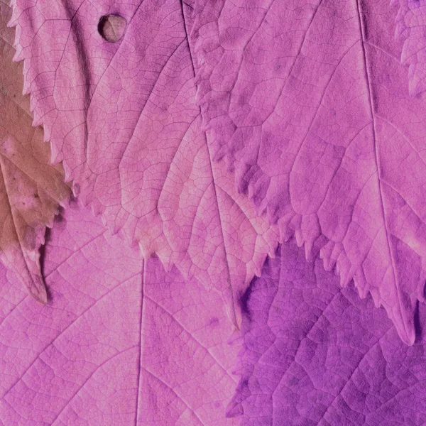 粉红色的叶子纹理 抽象墙纸 — 图库照片