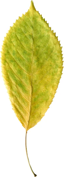 Зелений Лист Ізольований Білому Тлі — стокове фото