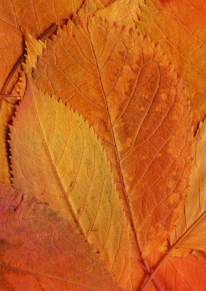 Oranžové Listy Textury Abstraktní Tapety — Stock fotografie
