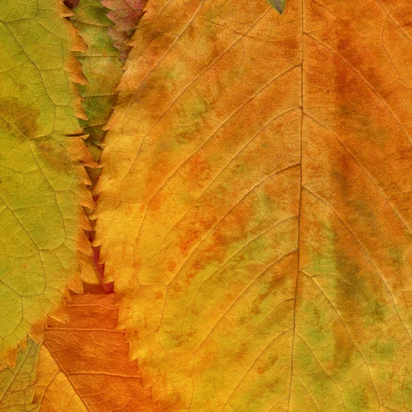 オレンジの葉の質感抽象的な壁紙 — ストック写真