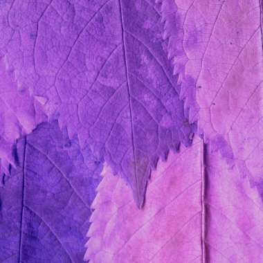 mor yaprak dokusu, soyut duvar kağıdı