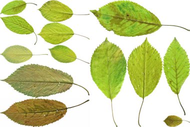 beyaz arkaplanda yeşil yapraklar izole