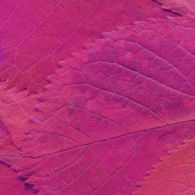 Pembe yaprak dokusu, soyut duvar kağıdı