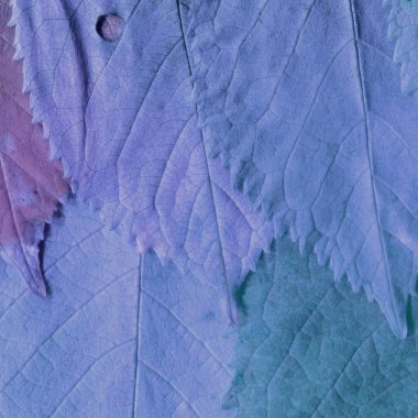 mor yaprak dokusu, soyut duvar kağıdı