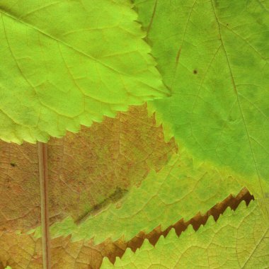 yeşil yaprak dokusu, soyut duvar kağıdı