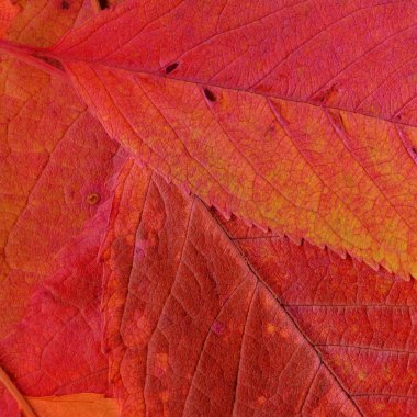 turuncu yaprak dokusu, soyut duvar kağıdı