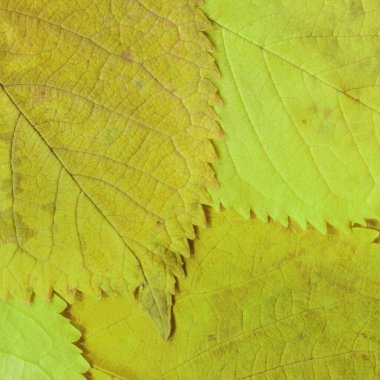 kuru sarı yaprak dokusu, soyut duvar kağıdı