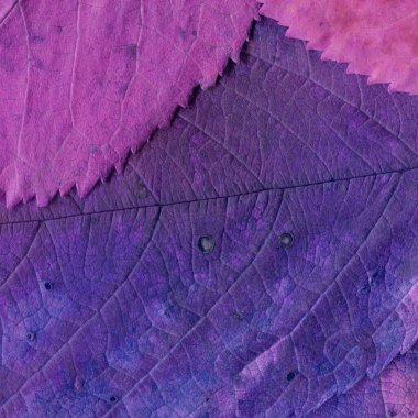 mor yaprak dokusu, soyut duvar kağıdı