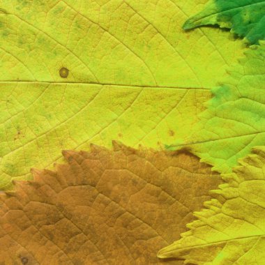 kuru sarı yaprak dokusu, soyut duvar kağıdı