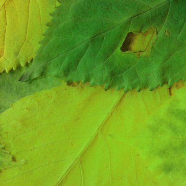 yeşil yaprak dokusu, soyut duvar kağıdı