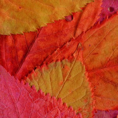 turuncu yaprak dokusu, soyut duvar kağıdı