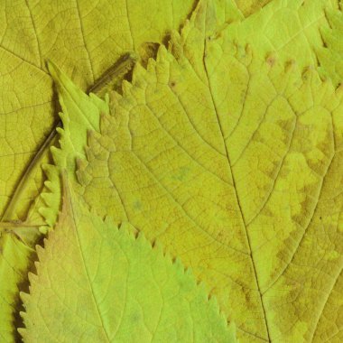 yeşil yaprak dokusu, soyut duvar kağıdı