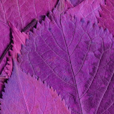 mor yaprak dokusu, soyut duvar kağıdı