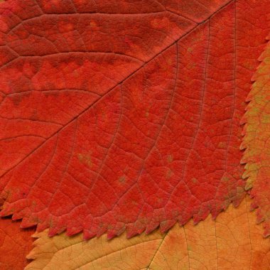 kırmızı yaprak dokusu, soyut duvar kağıdı