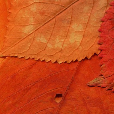 turuncu yaprak dokusu, soyut duvar kağıdı