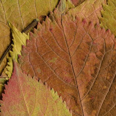 kuru sarı yaprak dokusu, soyut duvar kağıdı