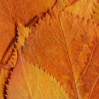 turuncu yaprak dokusu, soyut duvar kağıdı