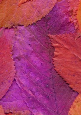 Pembe yaprak dokusu, soyut duvar kağıdı