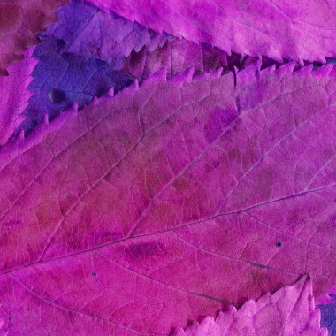 mor yaprak dokusu, soyut duvar kağıdı