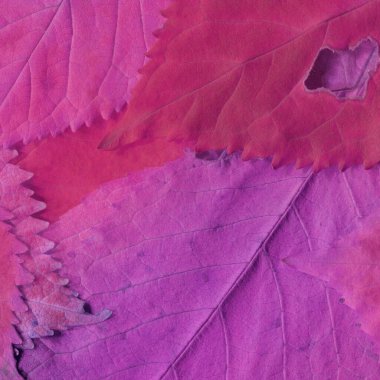 Pembe yaprak dokusu, soyut duvar kağıdı