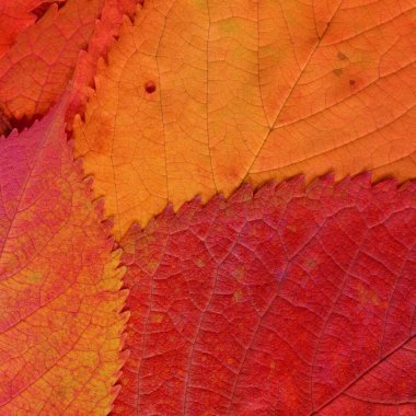 turuncu yaprak dokusu, soyut duvar kağıdı