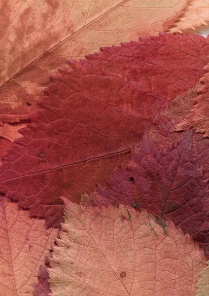 Folhas Vermelhas Textura Papel Parede Abstrato — Fotografia de Stock