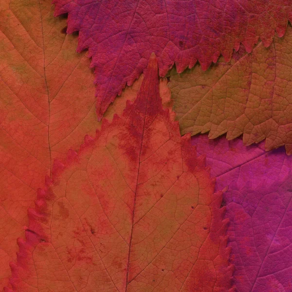 Folhas Laranja Textura Papel Parede Abstrato — Fotografia de Stock