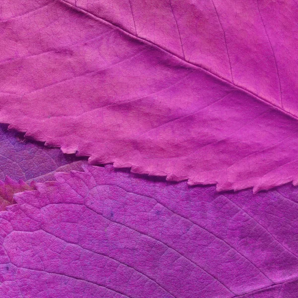 Textura Folhas Rosa Papel Parede Abstrato — Fotografia de Stock