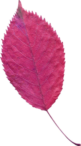 Pink Leaf Isolated White Background — Stock Photo, Image
