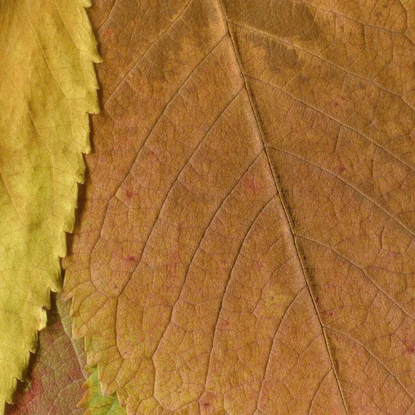 Trockene Gelbe Blätter Textur Abstrakte Tapete — Stockfoto