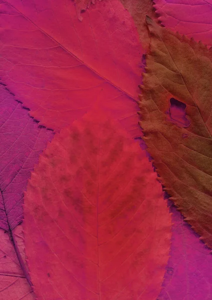 粉红色的叶子纹理 抽象墙纸 — 图库照片