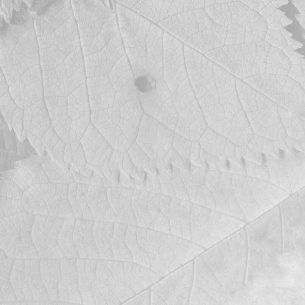 Vit Löv Struktur Abstrakt Tapet — Stockfoto