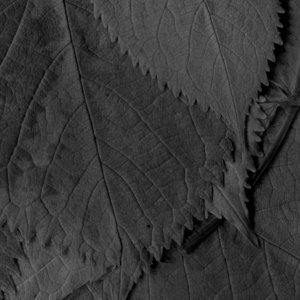 Grå Löv Struktur Abstrakt Tapet — Stockfoto