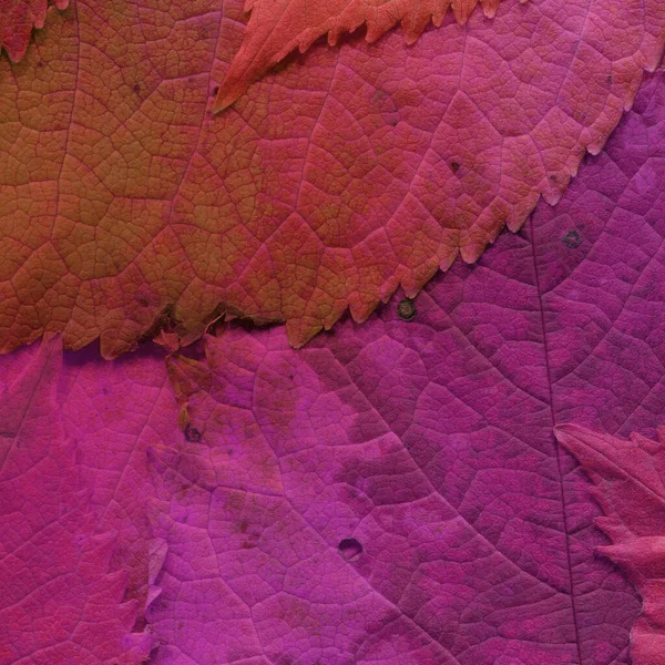 Фиолетовые Листья Текстуры Абстрактные Обои — стоковое фото
