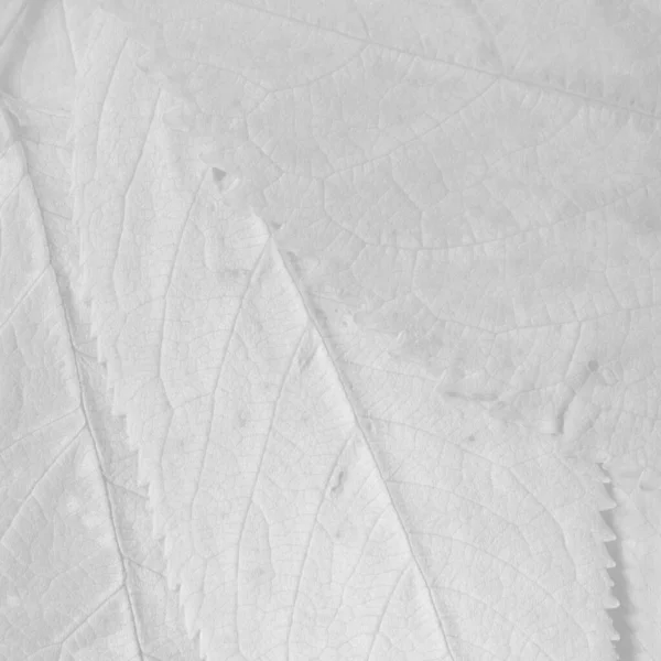 Texture Des Feuilles Blanches Papier Peint Abstrait — Photo