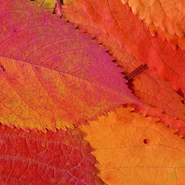 주황색 나뭇잎 — 스톡 사진