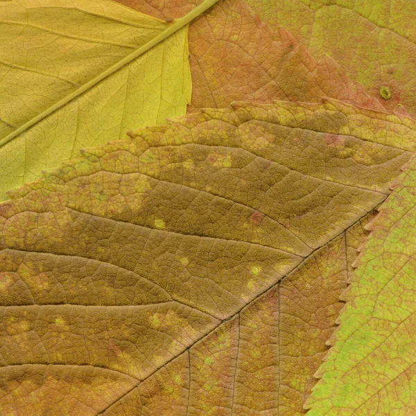 Kuru Sarı Yaprak Dokusu Soyut Duvar Kağıdı — Stok fotoğraf