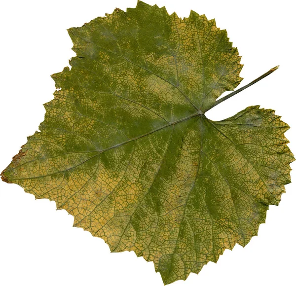 Feuille Verte Isolée Sur Fond Blanc — Photo