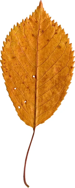 白い背景に孤立した乾燥葉 — ストック写真
