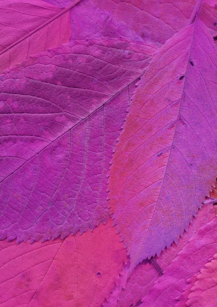 Textura Folhas Rosa Papel Parede Abstrato — Fotografia de Stock