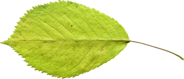 Feuille Verte Isolée Sur Fond Blanc — Photo