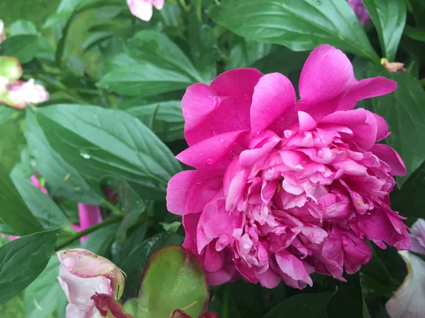 Pétalos Peonía Rosa Floreciendo Jardín —  Fotos de Stock