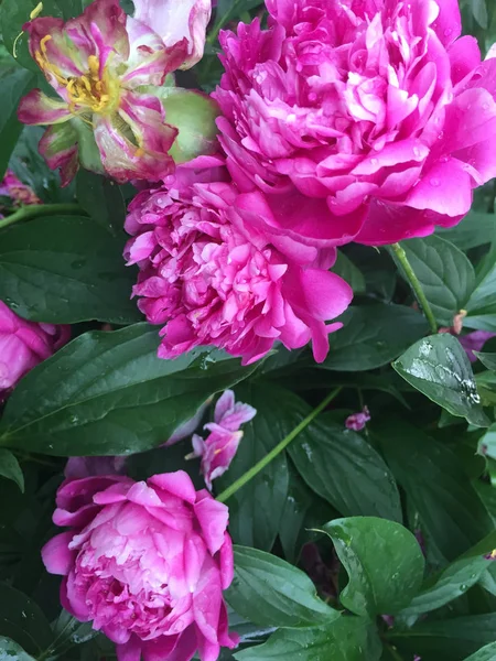 Πέταλα Ροζ Παιωνία Άνθισης Στον Κήπο — Φωτογραφία Αρχείου
