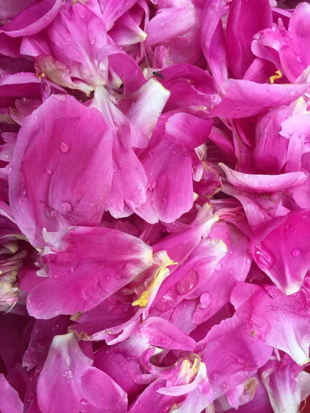 Pétales Pivoine Rose Fleurissant Dans Jardin — Photo