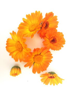  Calendula çiçekler ile arka plan